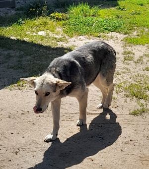 Duża, wysoka suczka o ubarwieniu czarno-kremowym.