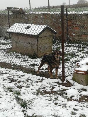 Średniej wielkości piesek, o maści brązowej, znajdujący się w klatce