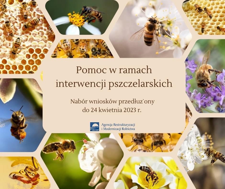 ARiMR: Trzy interwencje pszczelarskie – nabór wniosków przedłużony do 24 kwietnia 2023 r.