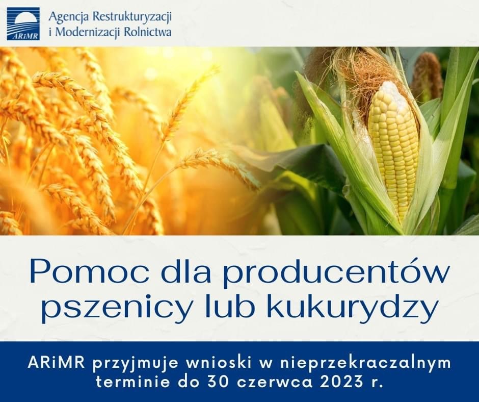 ARiMR: Pomoc finansowa dla producentów pszenicy lub kukurydzy, którzy ponieśli straty spowodowane agresją Federacji Rosyjskiej na Ukrainę