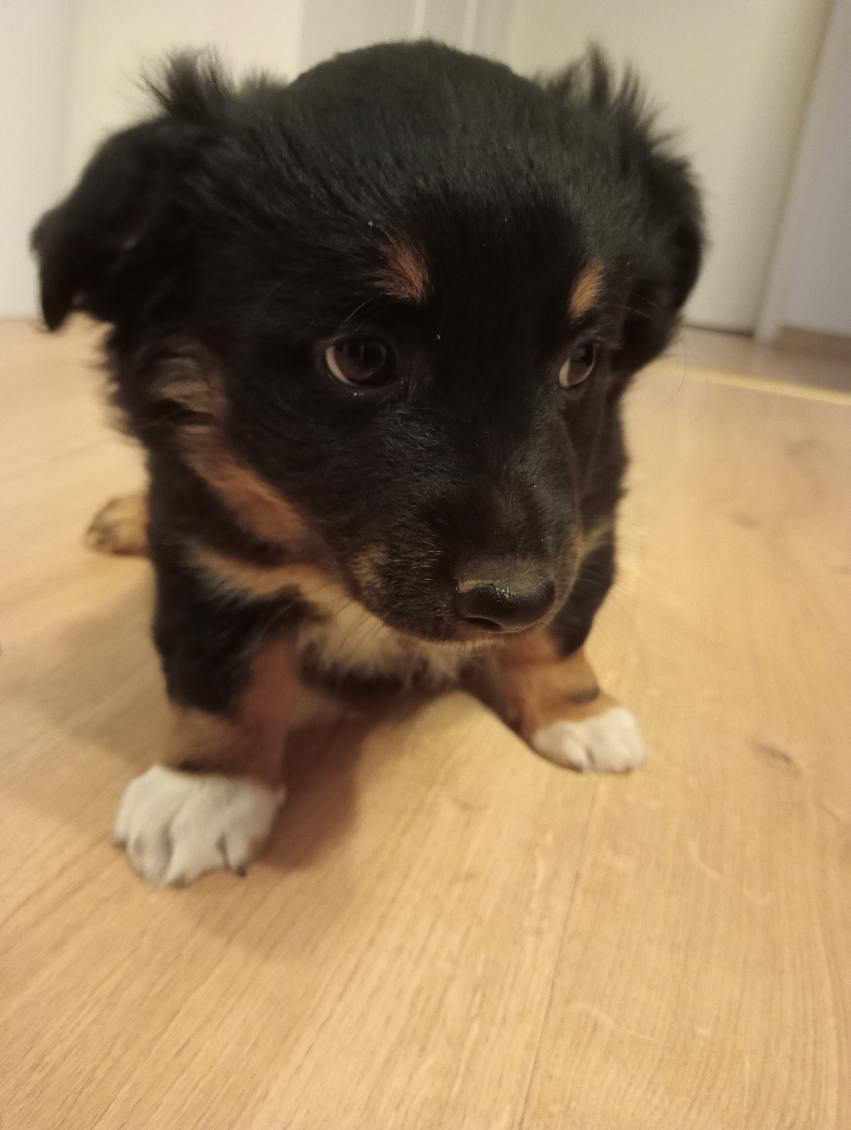 Suczka do adopcji